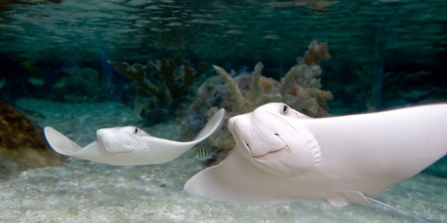 Orlando: SEA LIFE Orlando Aquarium - The optional shark virtual reality session
