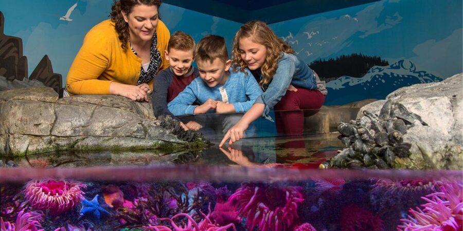 Orlando: SEA LIFE Orlando Aquarium - What $30 gets you at ICON Park