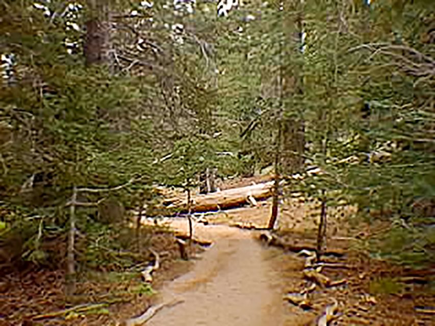 Palm Springs: Aerial Tramway Round-Trip Ticket - From Palm Springs heat to an 8,516-foot forest