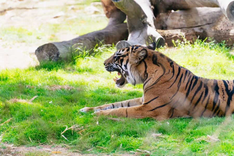 Phoenix Zoo One Day General Admission Ticket - Is $39 good value?