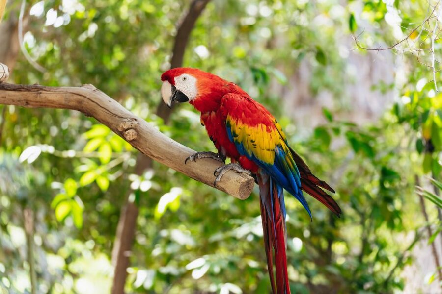 Phoenix Zoo One Day General Admission Ticket - What the day feels like for families