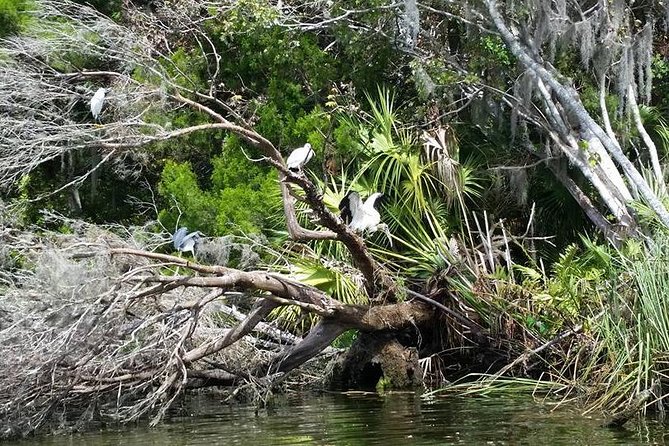 Plantation's Kings Bay Scenic Cruise - Captains, Stories, and the Human Side of the Ride