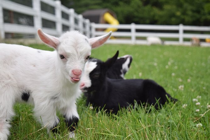 Premium Amish Country Tour including Amish Farm and House - How the $38.95 price holds up