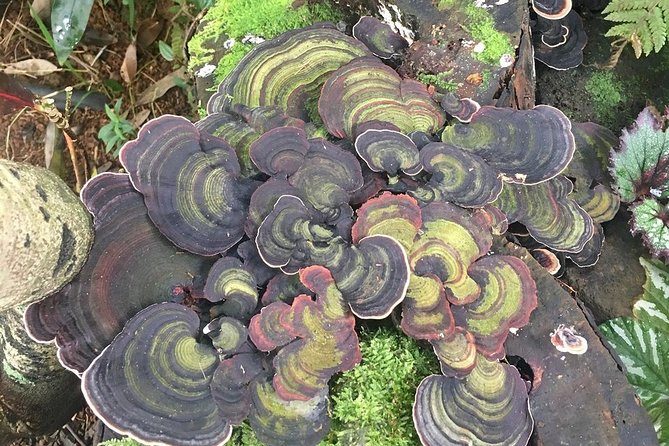 Princeville Botanical Gardens Tour and Chocolate Tasting Ticket - The cacao grove and raw chocolate nibs