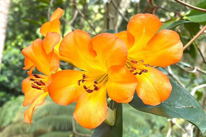 Princeville Botanical Gardens Tour and Chocolate Tasting Ticket - A shaded tasting of five single-origin chocolates