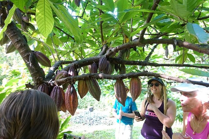Princeville Botanical Gardens Tour and Chocolate Tasting Ticket - Guides and the feel of the small group
