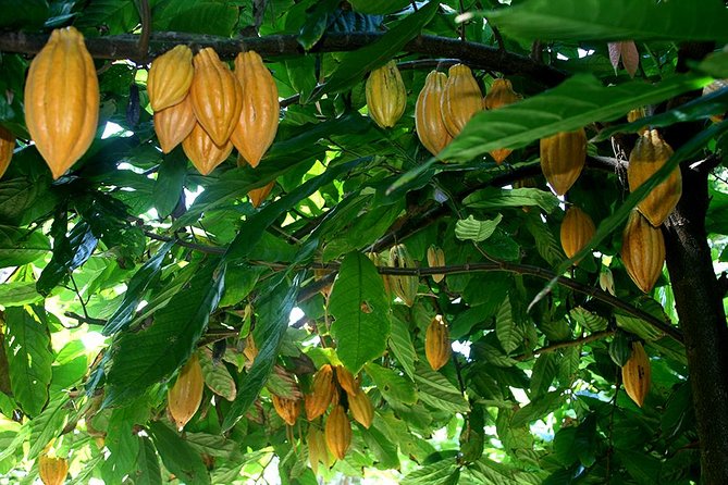 Princeville Botanical Gardens Tour and Chocolate Tasting Ticket - Upper terraces, flowers, and useful plants