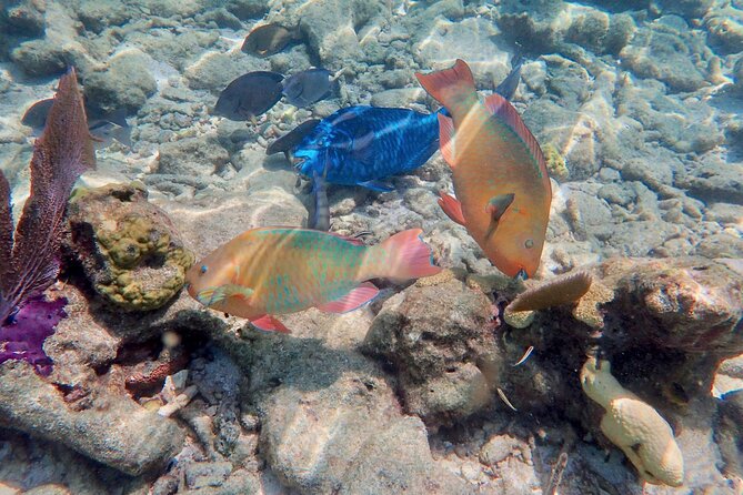 Private Looe Key Snorkel from Big Pine Key - Who will get the most from this outing?