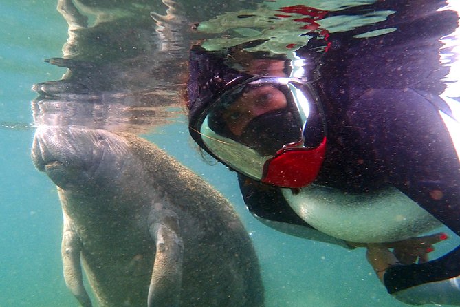 Private 'OG' Manatee Snorkel Tour with Guide for up to 10 people - Swimming beside a gentle giant