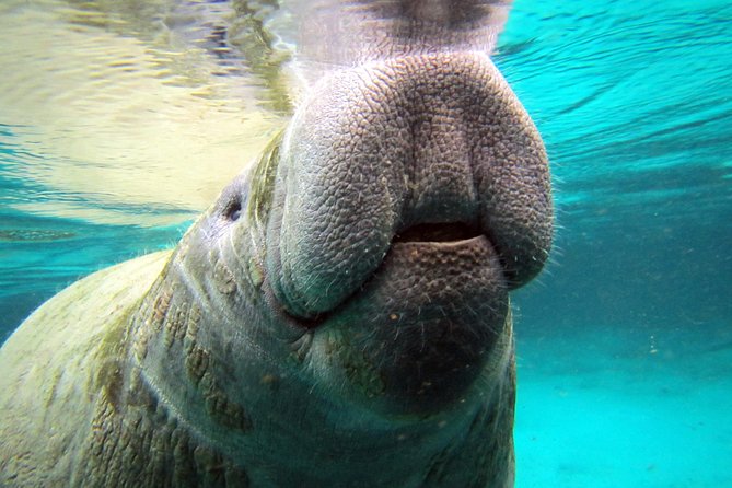 Private 'OG' Manatee Snorkel Tour with Guide for up to 10 people - Why the private boat changes the experience