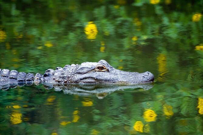 Private Tour: Florida Everglades Airboat Ride and Wildlife Adventure - What the private Everglades tour is really like