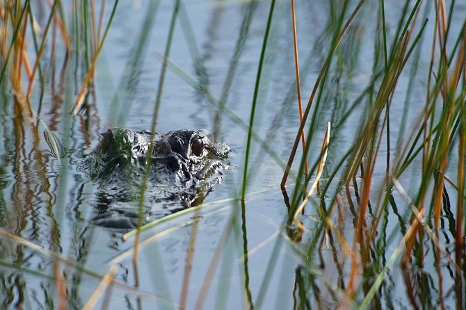 Private Tour: Florida Everglades Airboat Ride and Wildlife Adventure - Why a private boat can be worth the extra cost