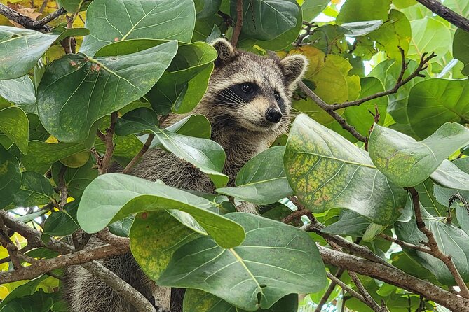 Raccoon Island: Exploration on SUP/Kayak - Paddling through Biscayne Bay mangroves