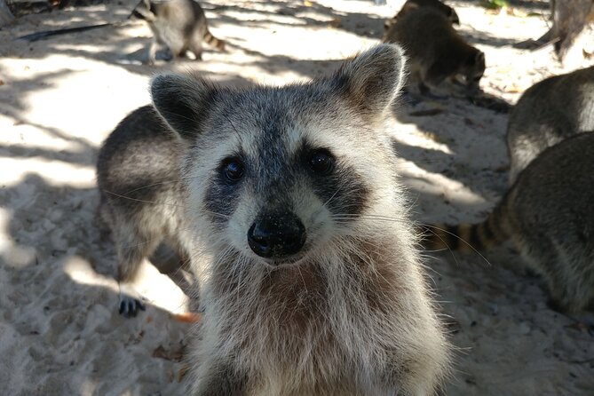 Raccoon Island: Exploration on SUP/Kayak - Price, value, and the seasonal tradeoffs