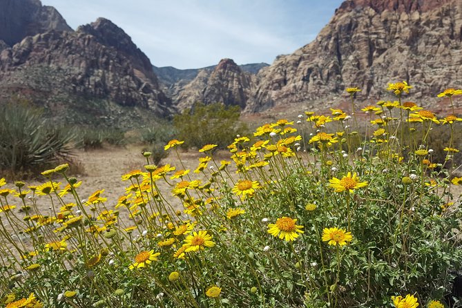 Red Rock Canyon eBike Half-Day Tour - Who should book this ride?