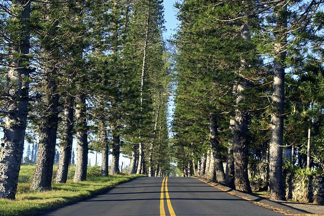 Road to Hana: Full-Day Scenic Drive with Blacksand & Waterfalls - Why the Road to Hana works better with a driver