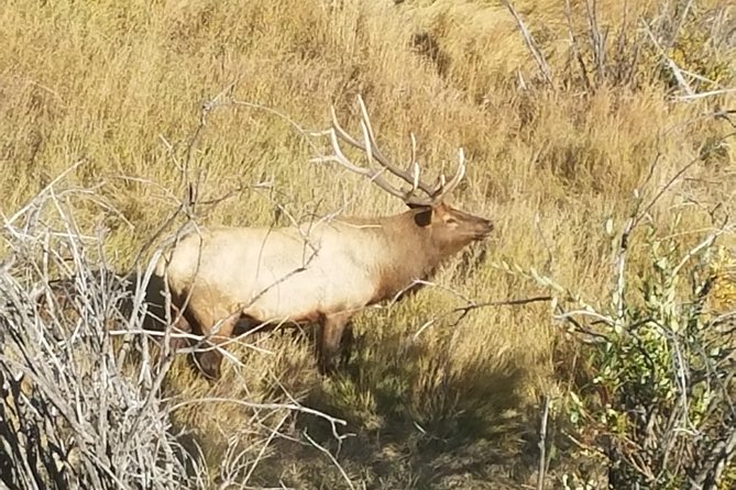 Rocky Mountain National Park and Estes Park Tour from Denver Winter and Spring - Ninety minutes in Estes Park