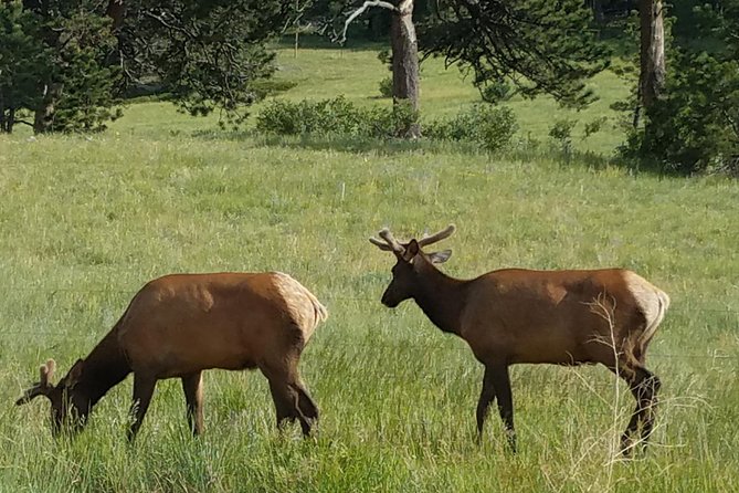 Rocky Mountain National Park in Summer Tour from Denver - Trail Ridge Road is the main event