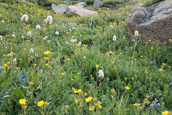 Rocky Mountain National Park in Summer Tour from Denver - Milner Pass and the Continental Divide