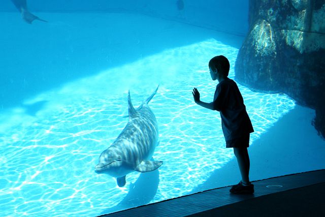 San Diego: SeaWorld Skip-the-Line Park Admission Ticket - Is the all-day dining upgrade worth it?