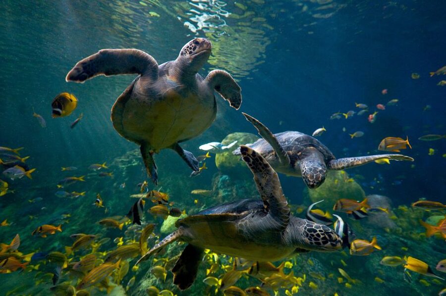 San Diego: SeaWorld Skip-the-Line Park Admission Ticket - How to plan a better day
