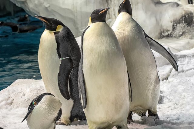 San Diego: SeaWorld Skip-the-Line Park Admission Ticket - Touchpools and Sea Lion Point