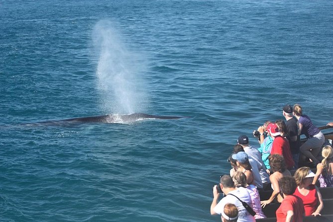 San Diego Whale Watching Cruise - Why sailing on the America changes the experience