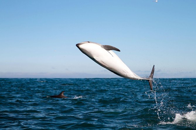San Diego Whale Watching Cruise - Searching for gray whales in the Pacific
