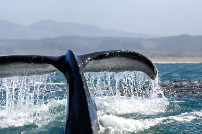 San Diego Whale Watching Cruise - The crew, commentary, and family appeal