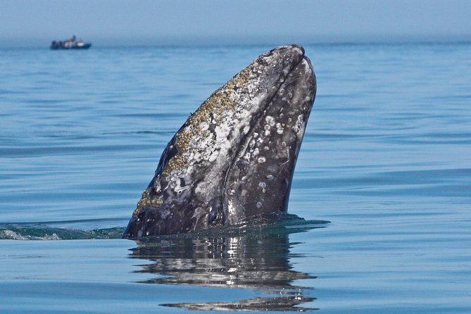 San Diego Whale Watching Cruise - Leaving Shelter Island and entering San Diego Bay