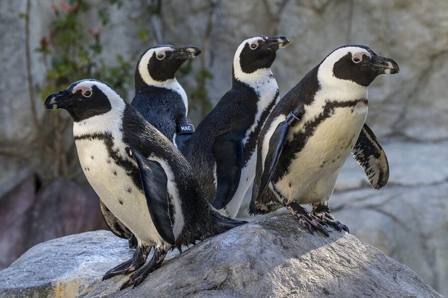 San Diego Zoo: 1-Day Admission Ticket - Who will enjoy this admission ticket most