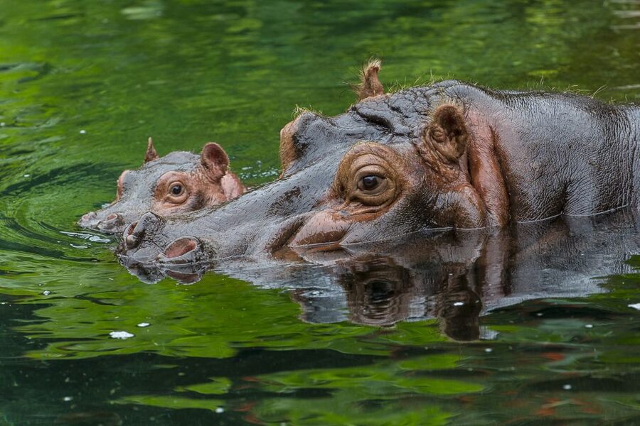 San Diego Zoo: 1-Day Admission Ticket - Galápagos tortoises offer one of the rare close encounters