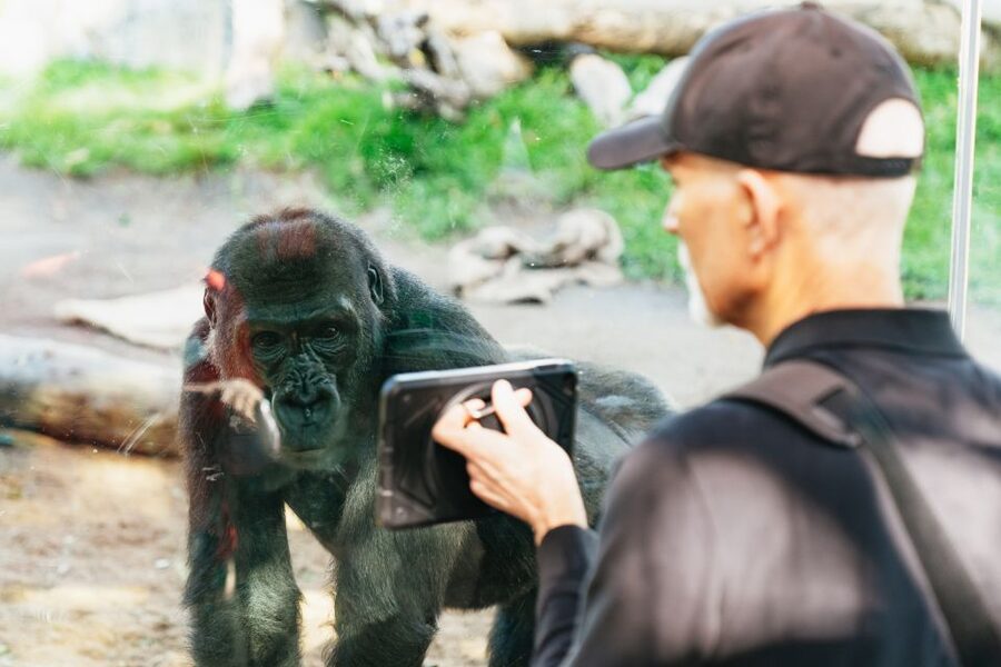 San Diego Zoo: 1-Day Admission Ticket - Gorillas, cheetahs, koalas, and birds reward slow walking