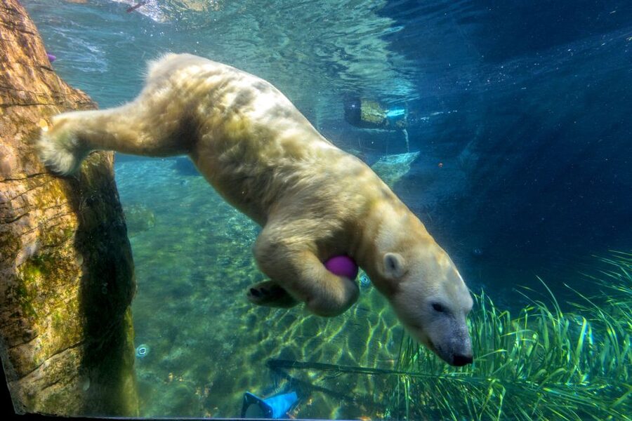 San Diego Zoo: 1-Day Admission Ticket - Skyfari gives your feet a break and your camera a view
