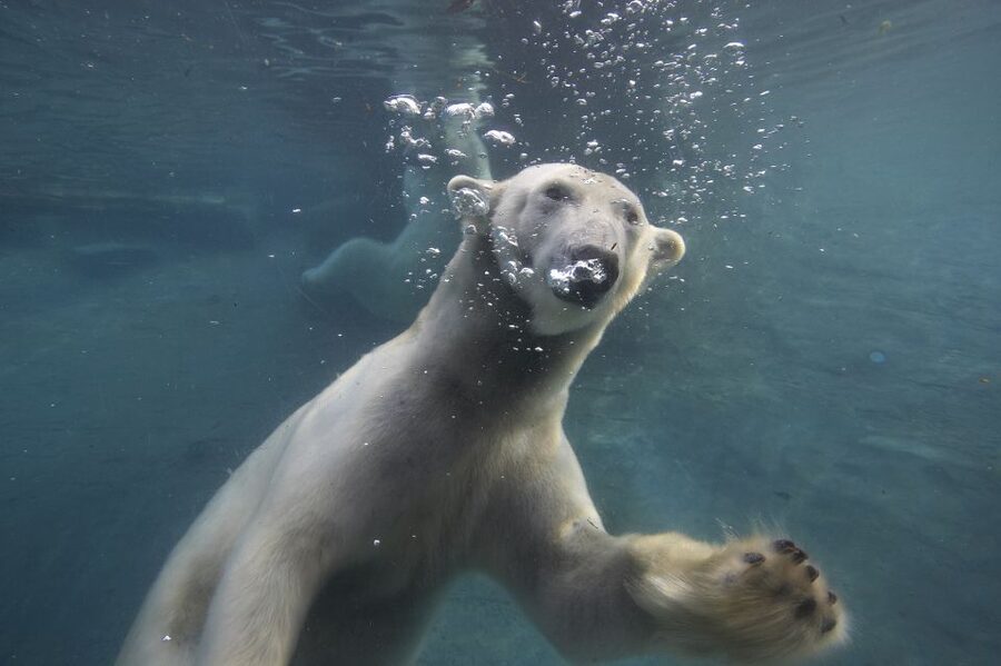 San Diego Zoo: 1-Day Admission Ticket - Shows, food, and the practical cost of a full day