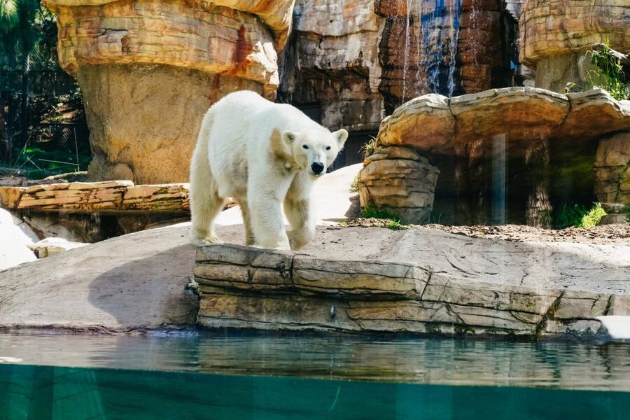 San Diego Zoo: 1-Day Admission Ticket - Polar Bear Plunge brings Arctic animals close