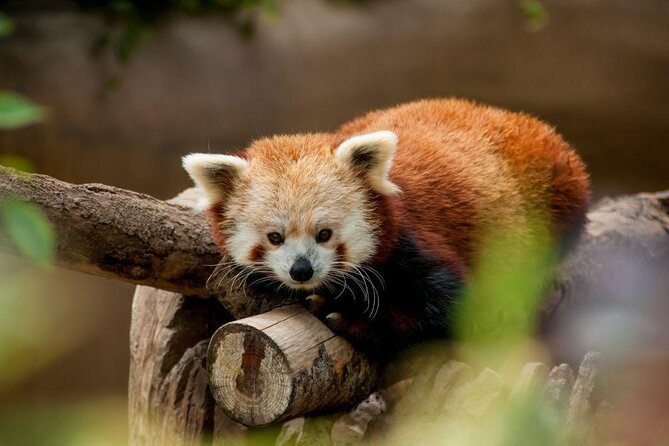 San Diego Zoo 1-Day Pass: Any Day Ticket - Why the San Diego Zoo takes most of a day