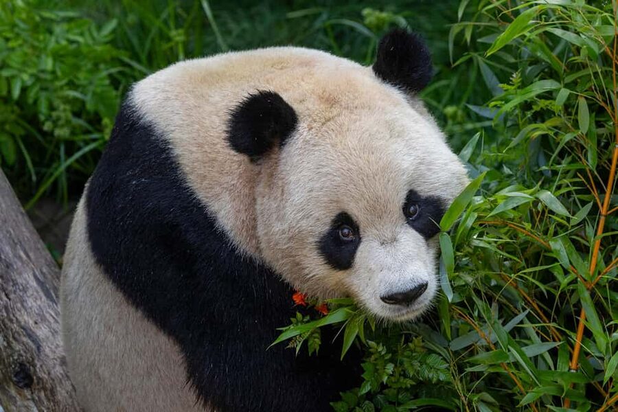 San Diego Zoo Admission Ticket - Key points to know before you go