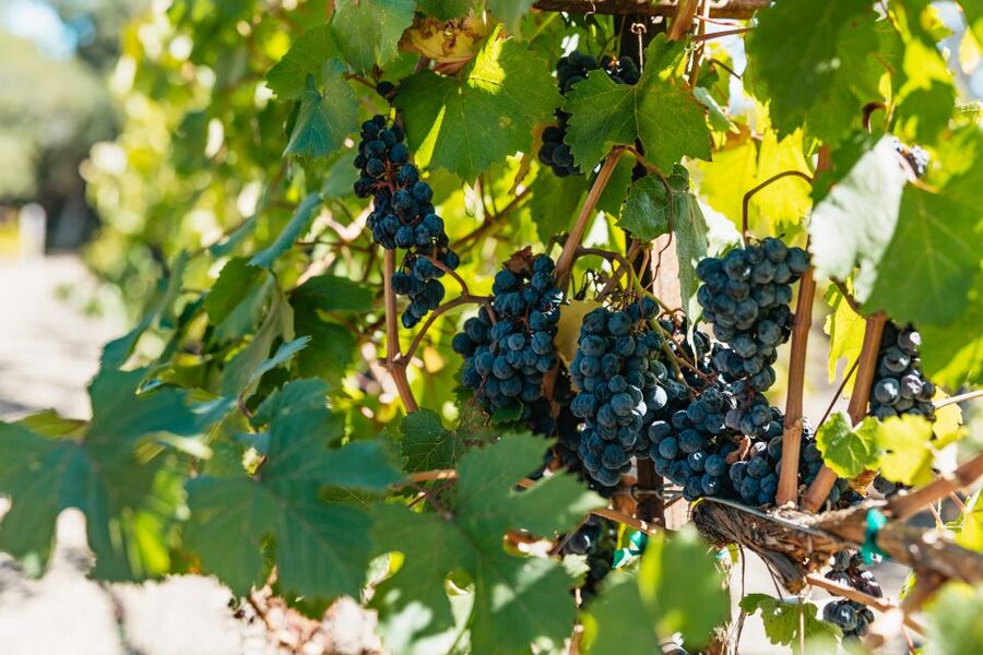 San Francisco: Half-Day Wine Country Excursion with Tastings - Meeting at Fisherman’s Wharf and crossing the bridge