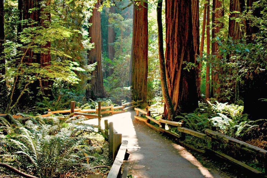 San Francisco: Muir Woods and Sausalito Half-Day Trip - Should you book it?