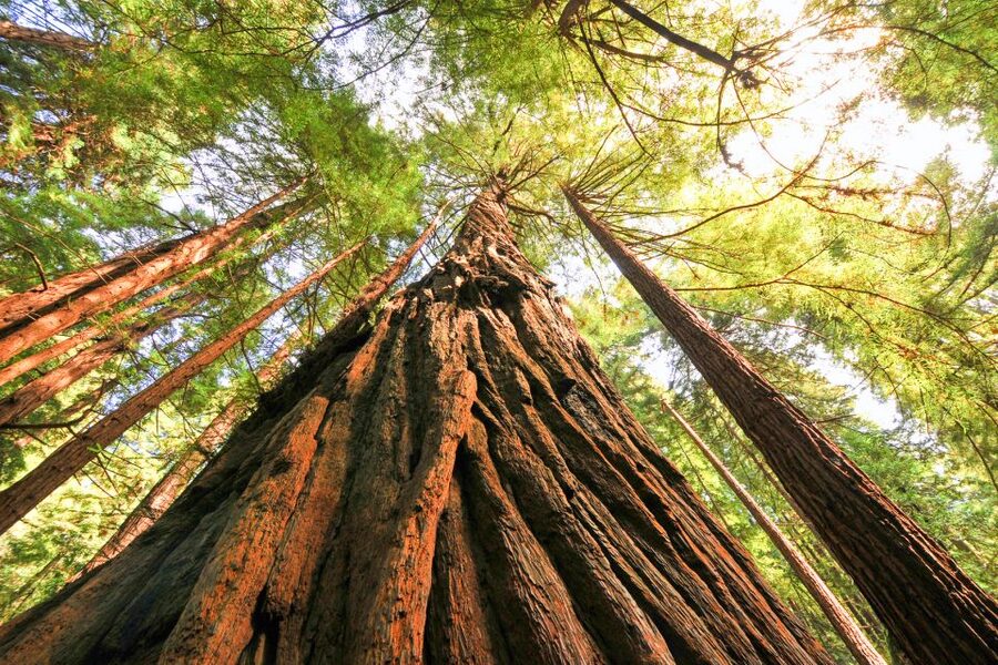 San Francisco: Muir Woods and Sausalito Half-Day Trip - Forty-five minutes in Sausalito