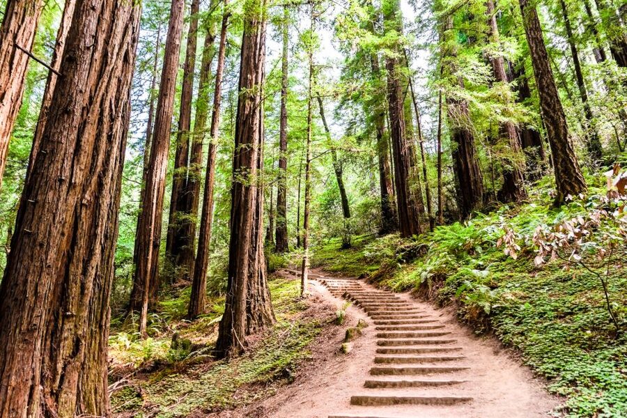San Francisco: Muir Woods and Sausalito Half-Day Trip - The guide can shape the whole morning