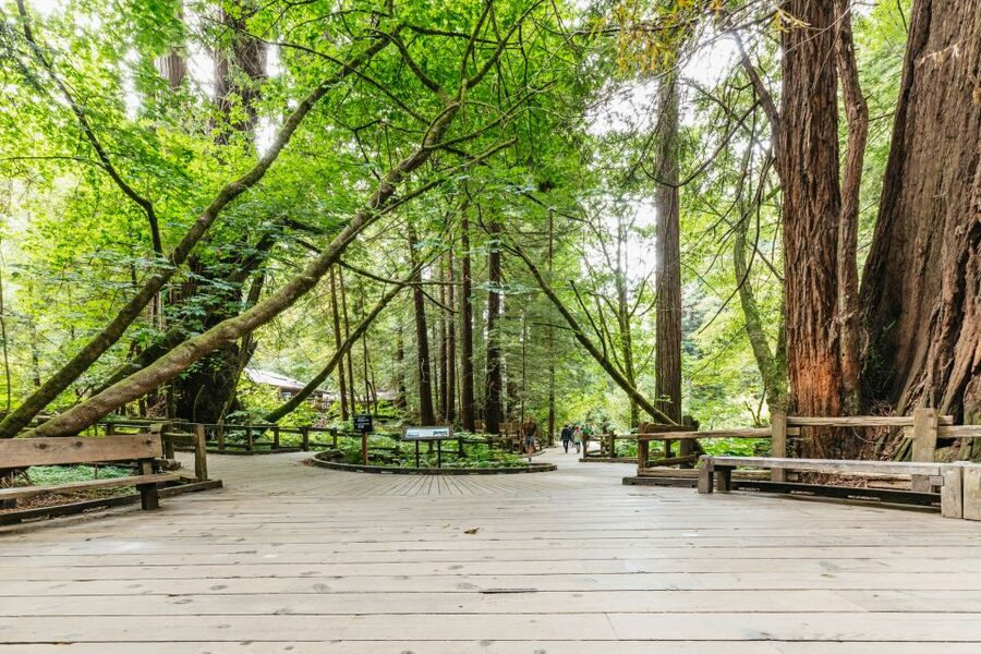 San Francisco: Muir Woods and Sausalito Small-Group Tour - Why Muir Woods makes this half-day trip worthwhile