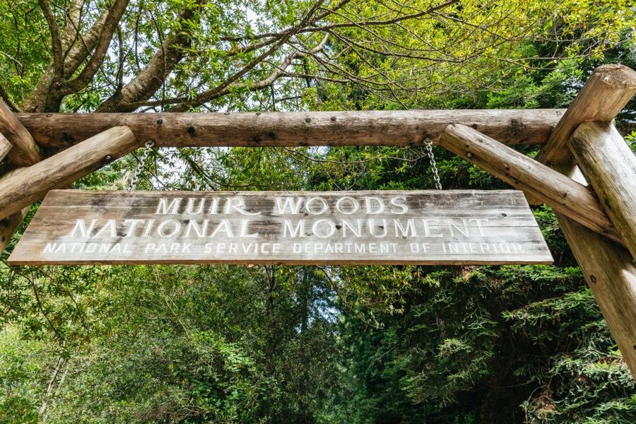 San Francisco: Muir Woods and Sausalito Small-Group Tour - Your 80 minutes among the redwoods