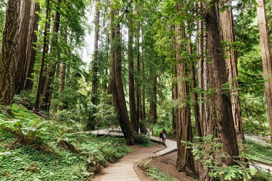 San Francisco: Muir Woods and Sausalito Small-Group Tour - Ten minutes at the Golden Gate viewpoint