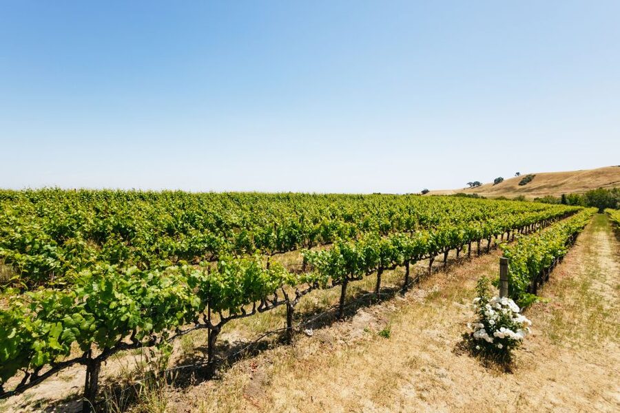 San Francisco: Muir Woods, Napa & Sonoma Valley Wine Tour - Mayo Family Winery: the first tasting