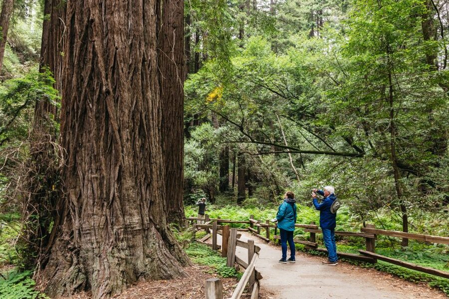 San Francisco: Muir Woods, Napa & Sonoma Valley Wine Tour - Morning pickup and the ride north