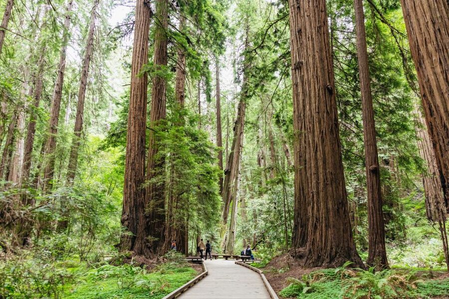 San Francisco: Muir Woods & Sausalito Tour with Ferry Option - The bike option has a different set of rules