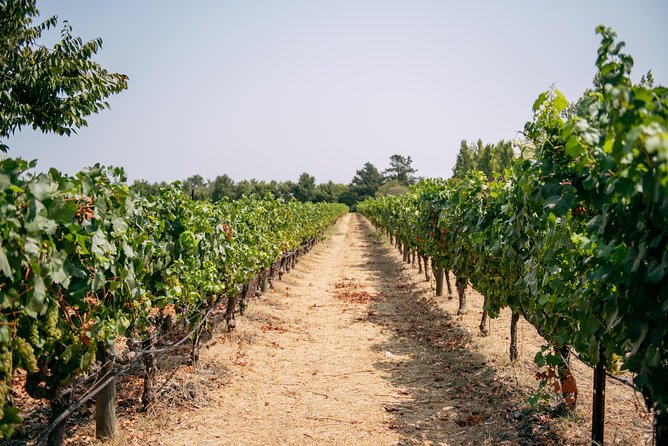 San Francisco Super Saver: Muir Woods & Wine Country w/ optional Gourmet Lunch - Ru Vango and the first taste of wine country