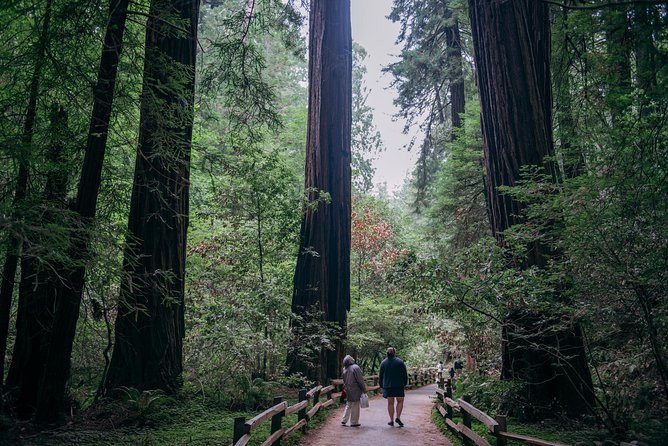 San Francisco Super Saver: Muir Woods & Wine Country w/ optional Gourmet Lunch - Jacuzzi Family Vineyards and olive oil